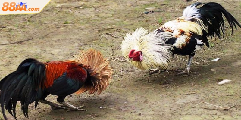 Đá gà tre - Cuộc đọ sức của những chiến kê nhanh nhẹn 2 Đá gà tre mang sức hút đặc biệt rất được ưa chuộng hiện nay